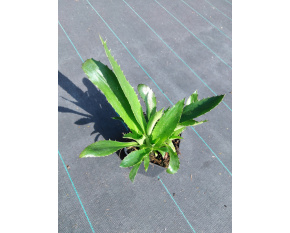 Eryngium agavifolium