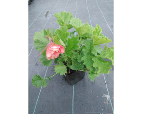 Geum ‘Pretticoats Peach’