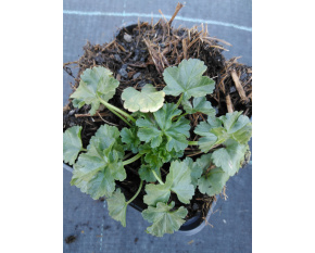 Malva moschata ‘Rosea’
