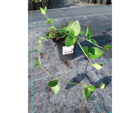 Vinca major
