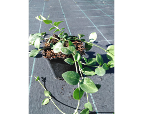 Vinca major