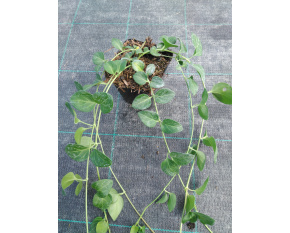 Vinca major