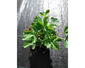 Fragaria vesca