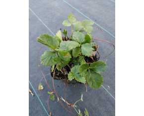 Fragaria vesca