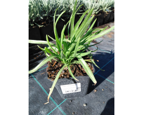 Liatris microcephala
