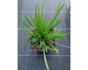 Liatris microcephala