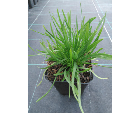 Liatris microcephala