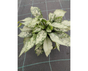 Pulmonaria ‘Silver Bouquet’