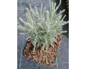 Santolina serratifolia