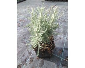 Santolina serratifolia