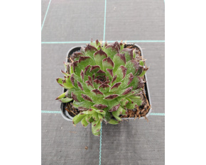 Sempervivum ‘Reinhard’