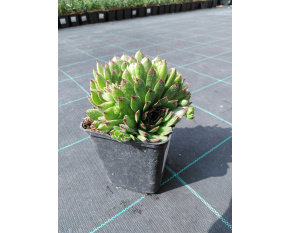 Sempervivum ‘Reinhard’