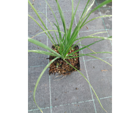 Allium senescens