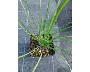 Allium senescens