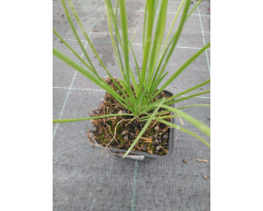 Allium senescens