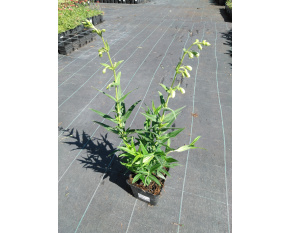 Penstemon ‘White Bedder’