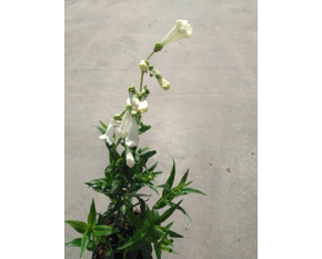 Penstemon ‘White Bedder’