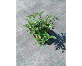 Agastache ‘Little Adder’
