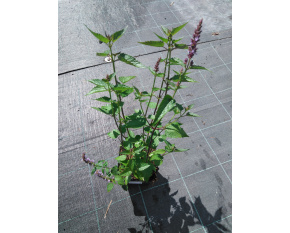 Agastache ‘Little Adder’