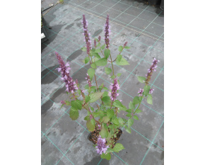 Agastache ‘Little Adder’