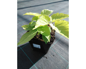 Aralia cordata ‘Sun King’