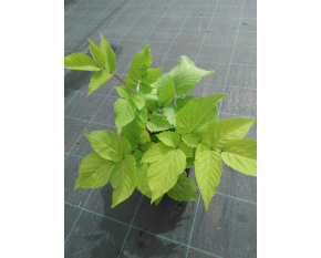 Aralia cordata ‘Sun King’