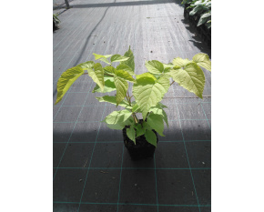 Aralia cordata ‘Sun King’