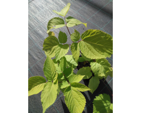 Aralia cordata ‘Sun King’