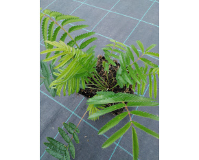 Sanguisorba ‘All Time High’