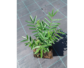 Sanguisorba ‘All Time High’