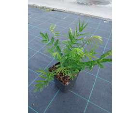 Sanguisorba ‘All Time High’