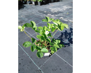 Fragaria vesca ‘White Delight’