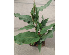 Persicaria amplexicaulis ‘Alba’