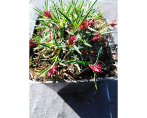 Dianthus carthusianorum var. humilis