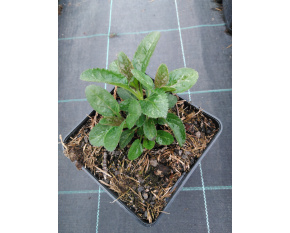 Veronica longifolia ‘First Love’