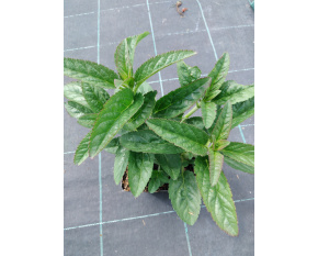 Veronica longifolia ‘First Love’