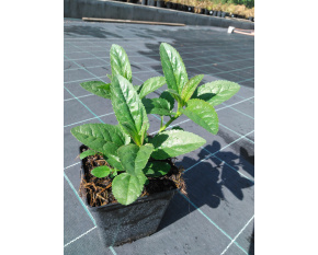 Veronica longifolia ‘First Love’