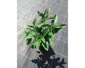 Veronica longifolia ‘First Love’