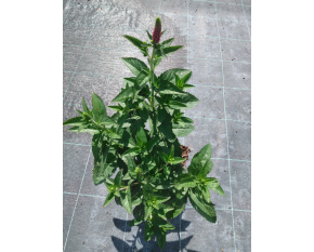 Veronica longifolia ‘First Love’