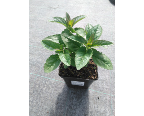 Veronica longifolia ‘First Love’