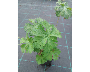Geranium himalayense ‘Gravetye’