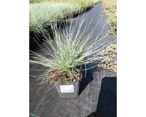 Festuca cinerea ‘Festina’