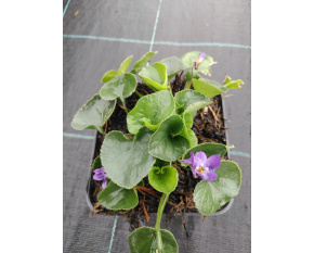 Viola odorata ‘Königin Charlotte’