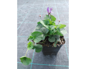 Viola odorata ‘Königin Charlotte’