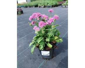 Scabiosa japonica ‘Pink Diamonds’