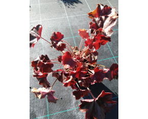 Heuchera villosa ‘Palace Purple’