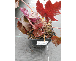 Heuchera villosa ‘Palace Purple’