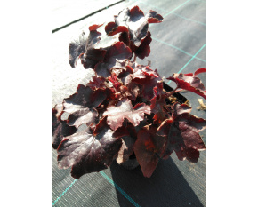 Heuchera villosa ‘Palace Purple’