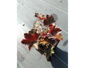 Heuchera villosa ‘Palace Purple’
