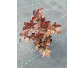 Heuchera villosa ‘Palace Purple’
